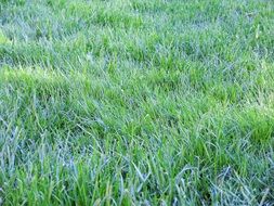 Nature Rush Grass Dew