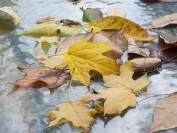 Fall Leaves Autumn Autumnal