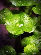 green smooth leaves with water drops