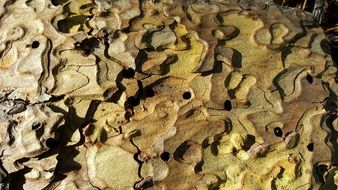 bark of an exotic tree