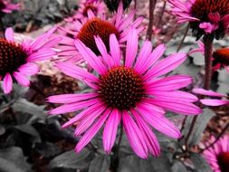 pink coneflowers blooming in garden