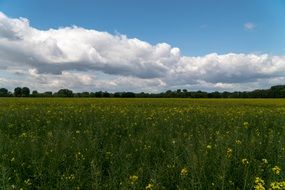 green field of rapeseed