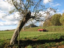 Cripple Tree Landscape