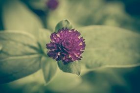 clover flower with green leaves