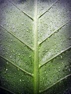 green leaf with veins close up