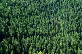 Forest Firs Green Background