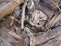 Wood Brown Nature Background