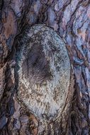 Trunk Tree Wood Nature