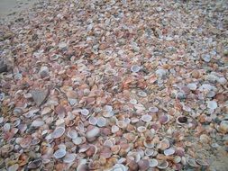 brown seashells on the ground
