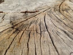 Wood Crack Tree Bark Texture