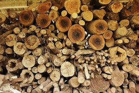 Wood Tree Forest Industry