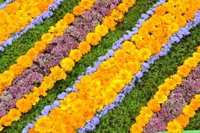 Flowers Floral Pattern Pattern