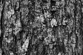 black and white photo of tree bark