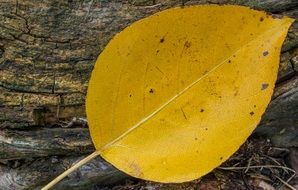yellow autumn leaf in the forest