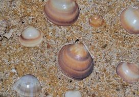 Image Art Gypsum Sand Mussels