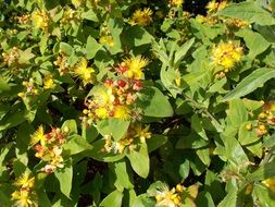 Yellow Flowers Bee