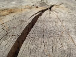 large crack in the cut of the tree