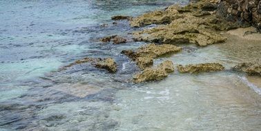 coral reef in the water