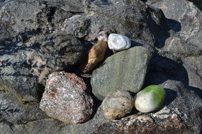 Texture Rocks Stones