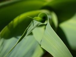 Leaf Texture American Cane