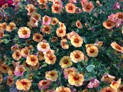 Flower Garden Gardening Flowers