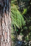 fragment of a pine tree bark