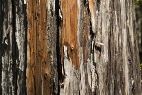Larch Wood Texture Forest