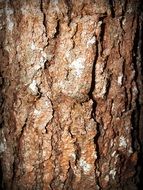 brown tree bark with cracks closeup