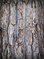 rough bark on a tree