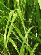 elephant grass close up