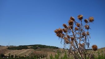 Thistle Dry Sky Prickly Pointed