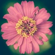 Zinnia Pink Vintage Flower