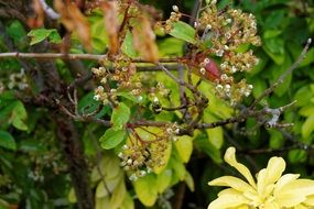 Flowers Branches Leaves Tree