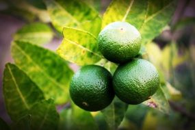 lime fruit on a tree branch