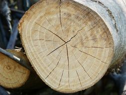 Trunk Wood Cracks Cut Trunk