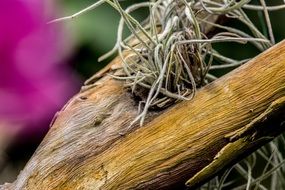 tree trunk without bark