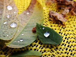 Leaves Dew Drop Of Water Drip