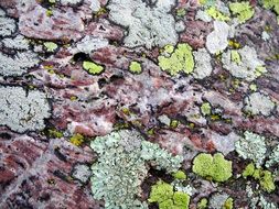 Moss Lichen Texture Rock Stone