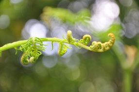 Azores Nature Forest Fern Bokeh