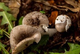 Fungus Cream Brown Mushrooms