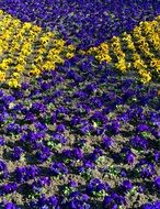 Pansy Flowers Flower Bed Purple