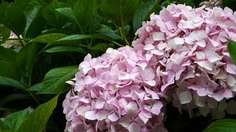 Hydrangea Natural Plant Flower