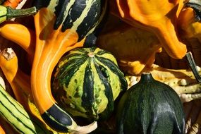 Pumpkin Gourd Autumn Orange