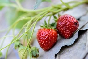 Strawberries Fresh Strawberry