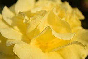 Background Rose Close Yellow