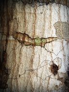 spot on the bark of a tree