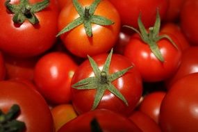 Tomatoes Red Vegetables Harvest