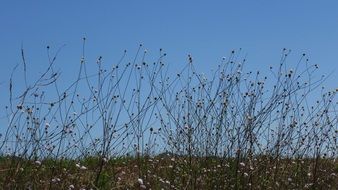 Meadow Silhouette Flowers