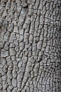 wallpaper with old tree bark texture