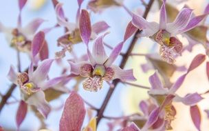 flowering tropical orchids